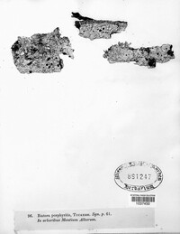 Image Associated With the Occurence